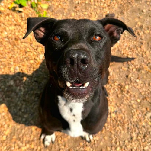 Jet, a dog for adoption from Calhoun County Humane Society, Inc.