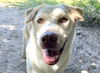 adoptable Dog in  named Lucas