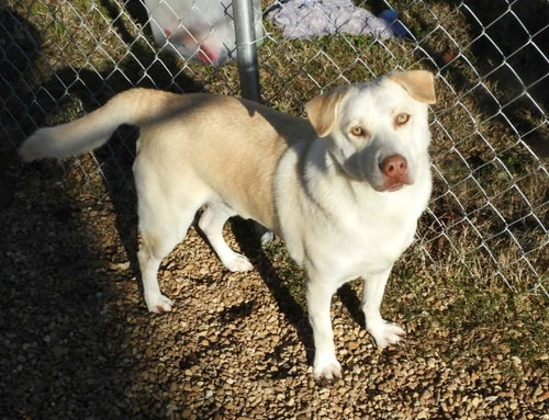 LUCAS - Yellow Labrador Retriever available for adoption