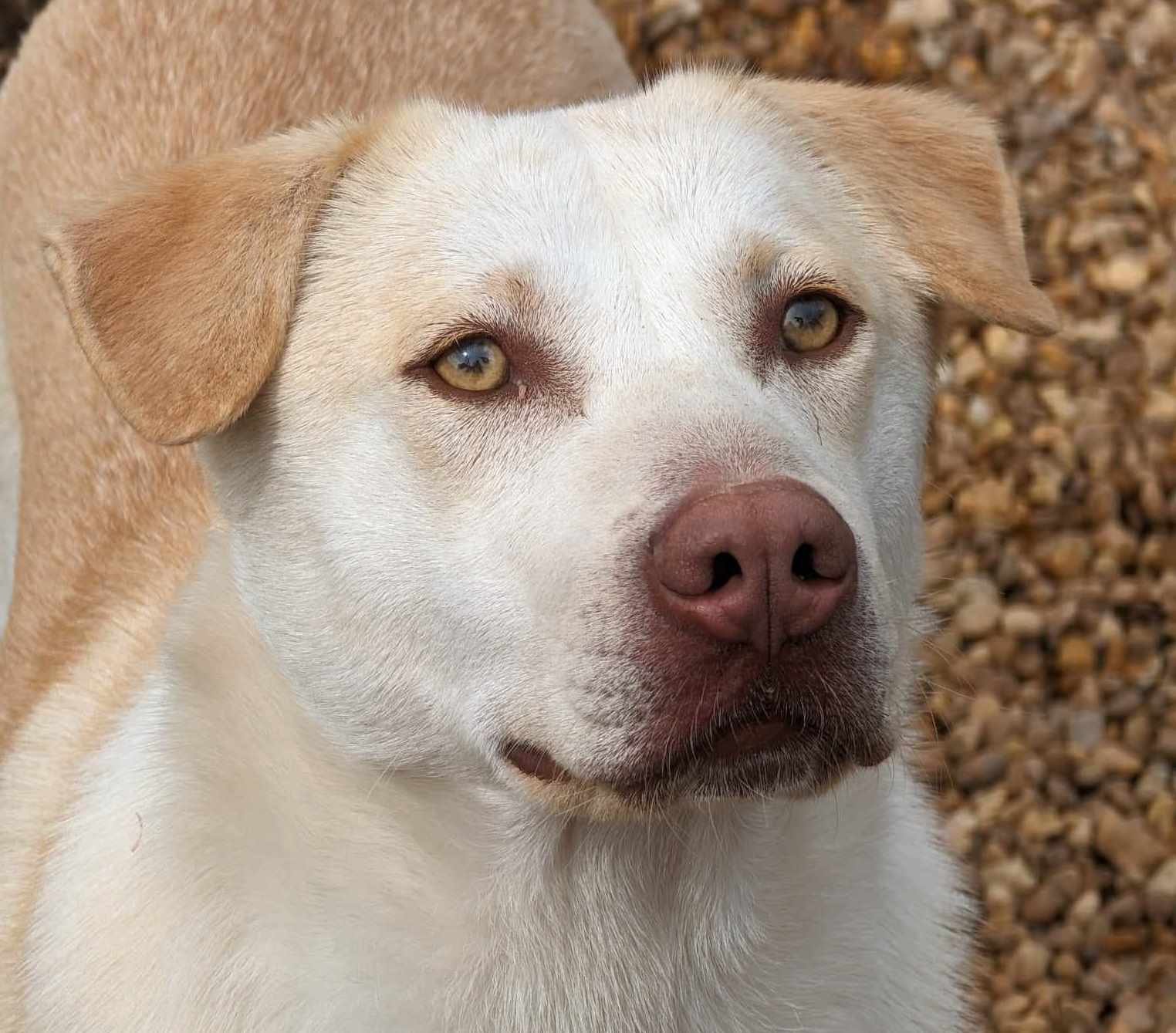 adoptable Dog in Anniston, AL named Lucas
