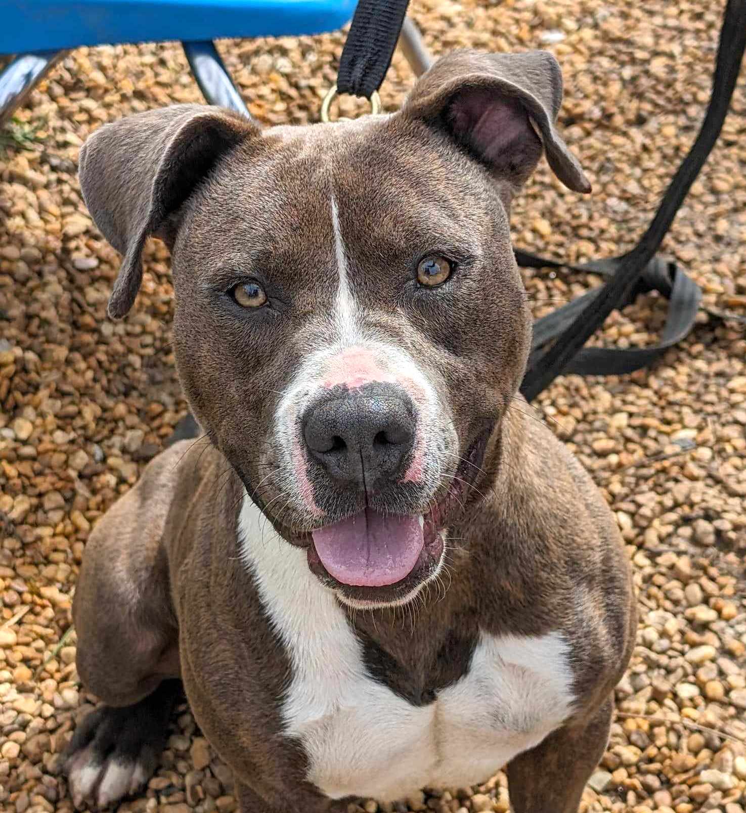 Kassidy - Pit Bull Terrier