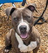 adoptable Dog in , AL named Kassidy