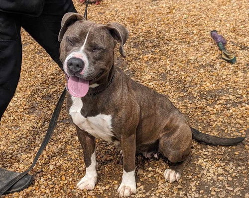KASSIDY - Pit Bull Terrier available for adoption