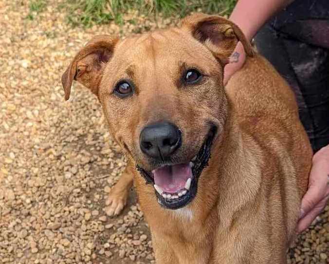 adoptable Dog in Anniston, AL named Harley