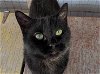 adoptable Cat in anniston, AL named Letty