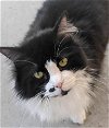 adoptable Cat in anniston, AL named Roxy