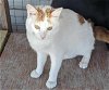 adoptable Cat in anniston, AL named Odie