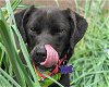 adoptable Dog in anniston, AL named April
