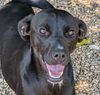 adoptable Dog in , AL named April