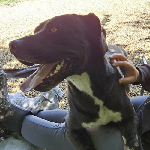 BRUCE - Labrador Retriever / Boxer available for adoption