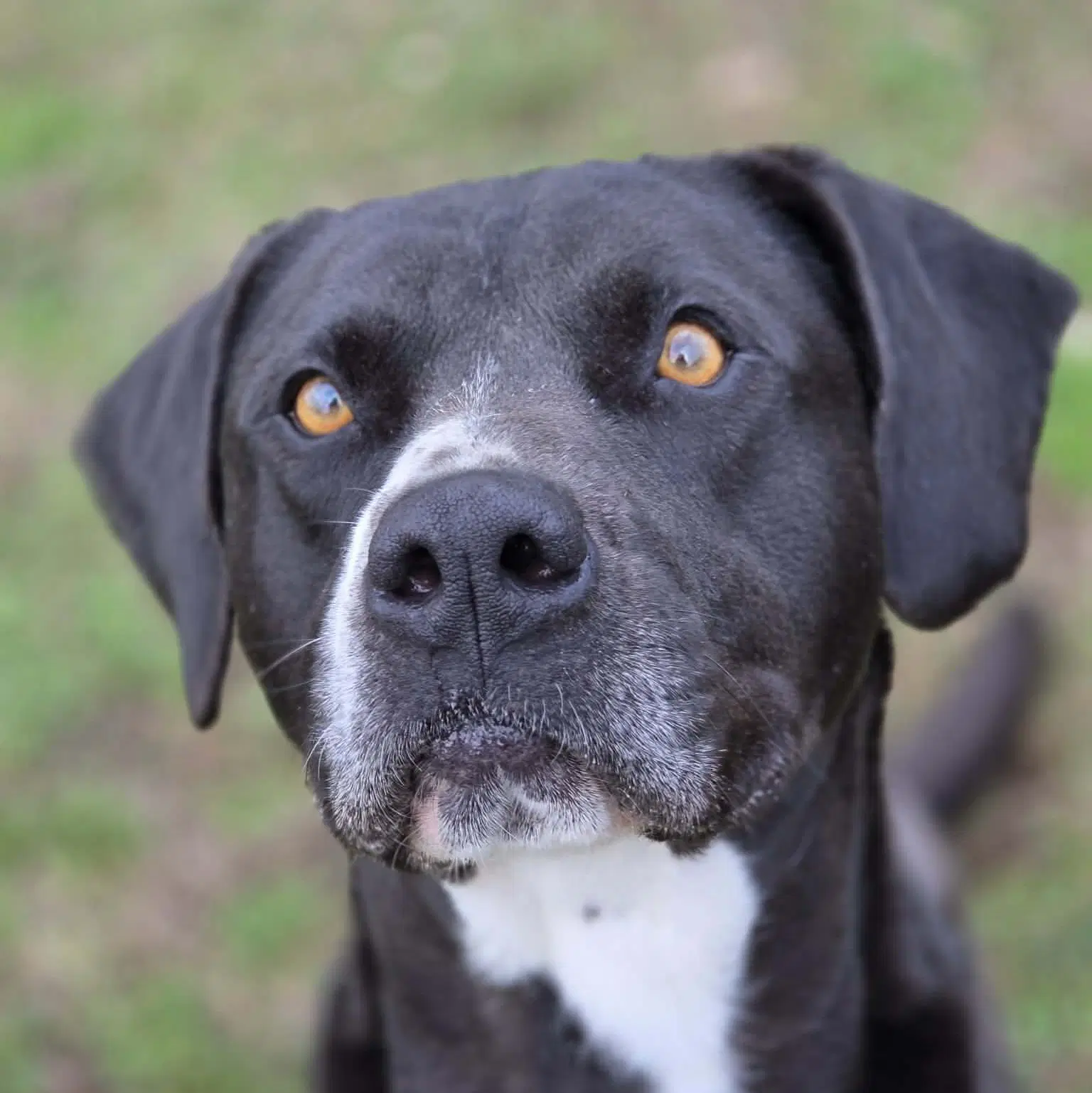 Bruce - Labrador Retriever