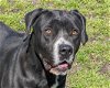 adoptable Dog in anniston, AL named Bruce