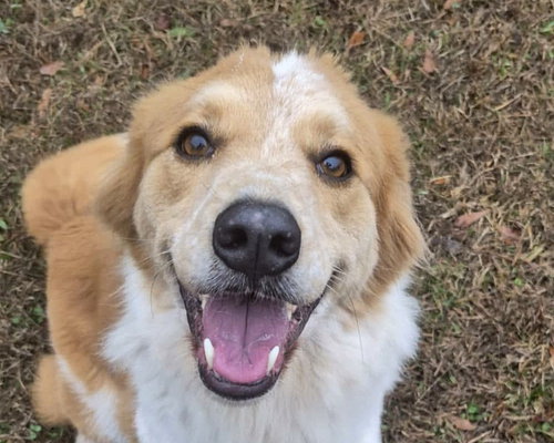 DEX - English Shepherd / Australian Shepherd available for adoption