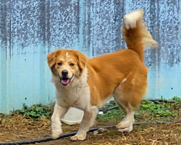 Dex
