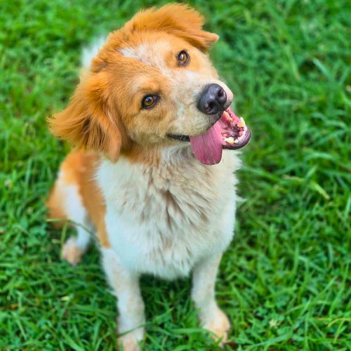 Dex, an adoptable English Shepherd in Anniston, AL