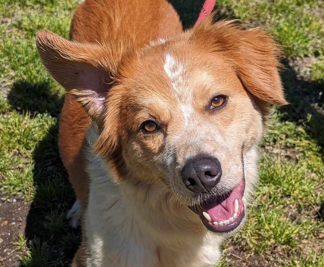adoptable Dog in Anniston, AL named Dex