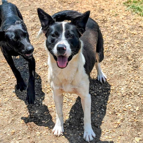 CHARITY - Border Collie / Terrier available for adoption