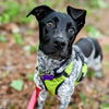 adoptable Dog in , AL named Loretta