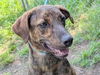 adoptable Dog in Anniston, AL named Jay