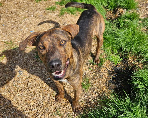 JAY - Mountain Cur available for adoption