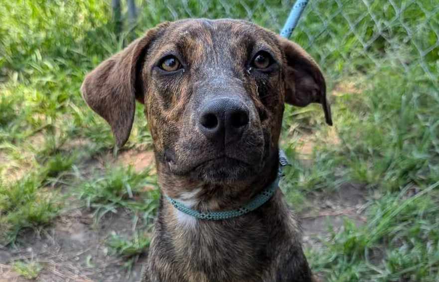 adoptable Dog in Anniston, AL named Jay