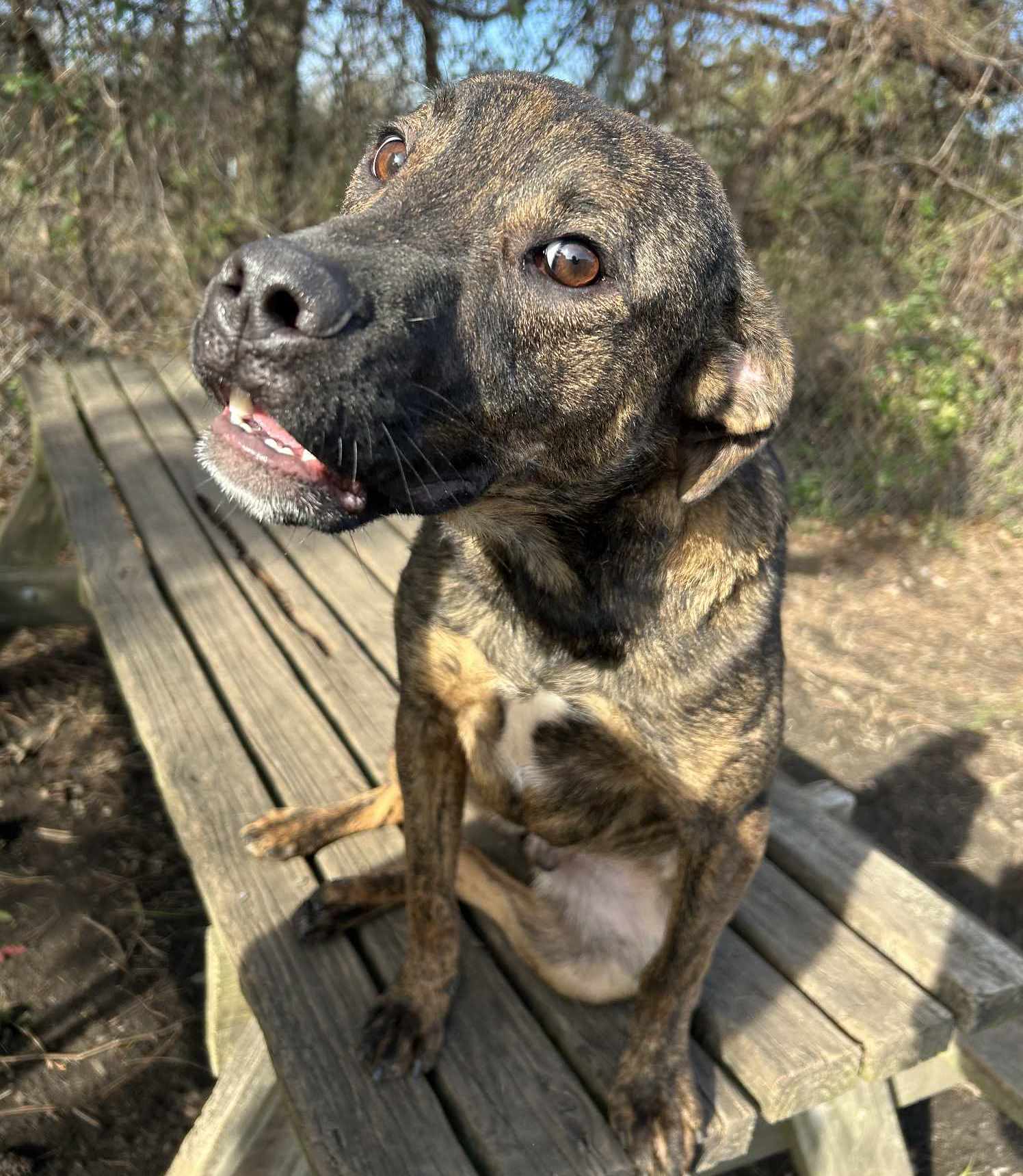 adoptable Dog in Anniston, AL named Wayne