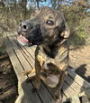 adoptable Dog in Anniston, AL named Wayne