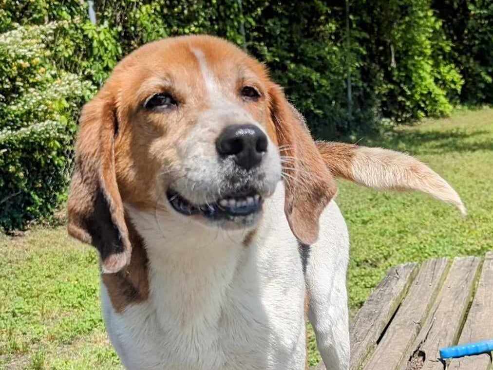Harrison - Hound