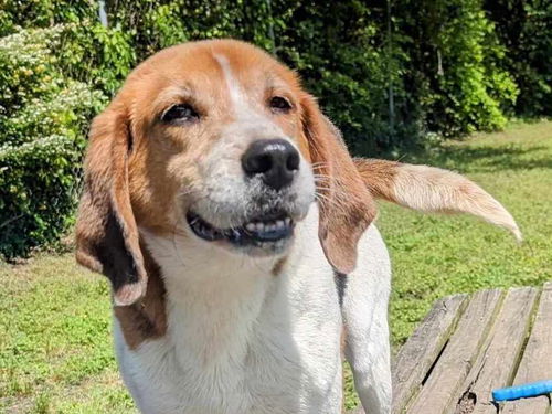 picture of the dog needing adoption