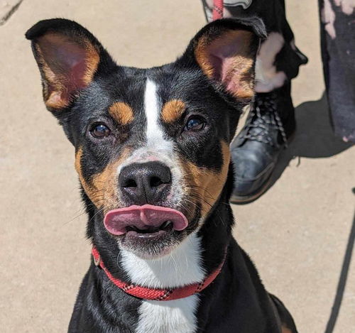 picture of the dog needing adoption