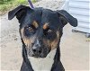 adoptable Dog in anniston, AL named Willie