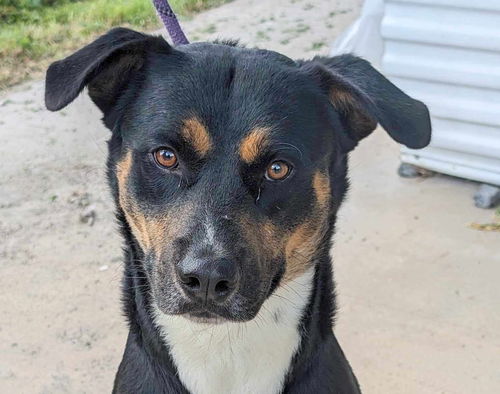 picture of the dog needing adoption