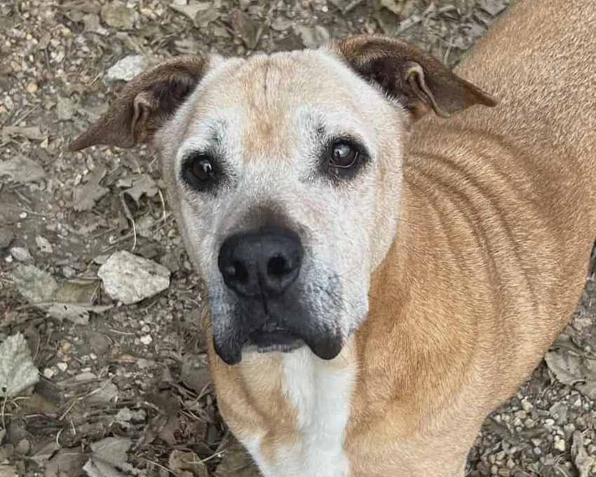 Brutus - Black Mouth Cur