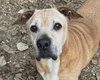 Brutus - Photo 1