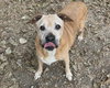 Brutus - Photo 2