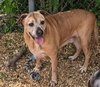 Brutus - Photo 3