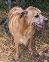 Brutus - Photo 4