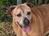 adoptable Dog in Anniston, AL named Brutus