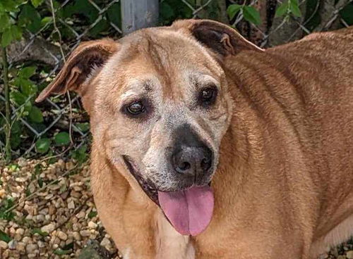 picture of the dog needing adoption