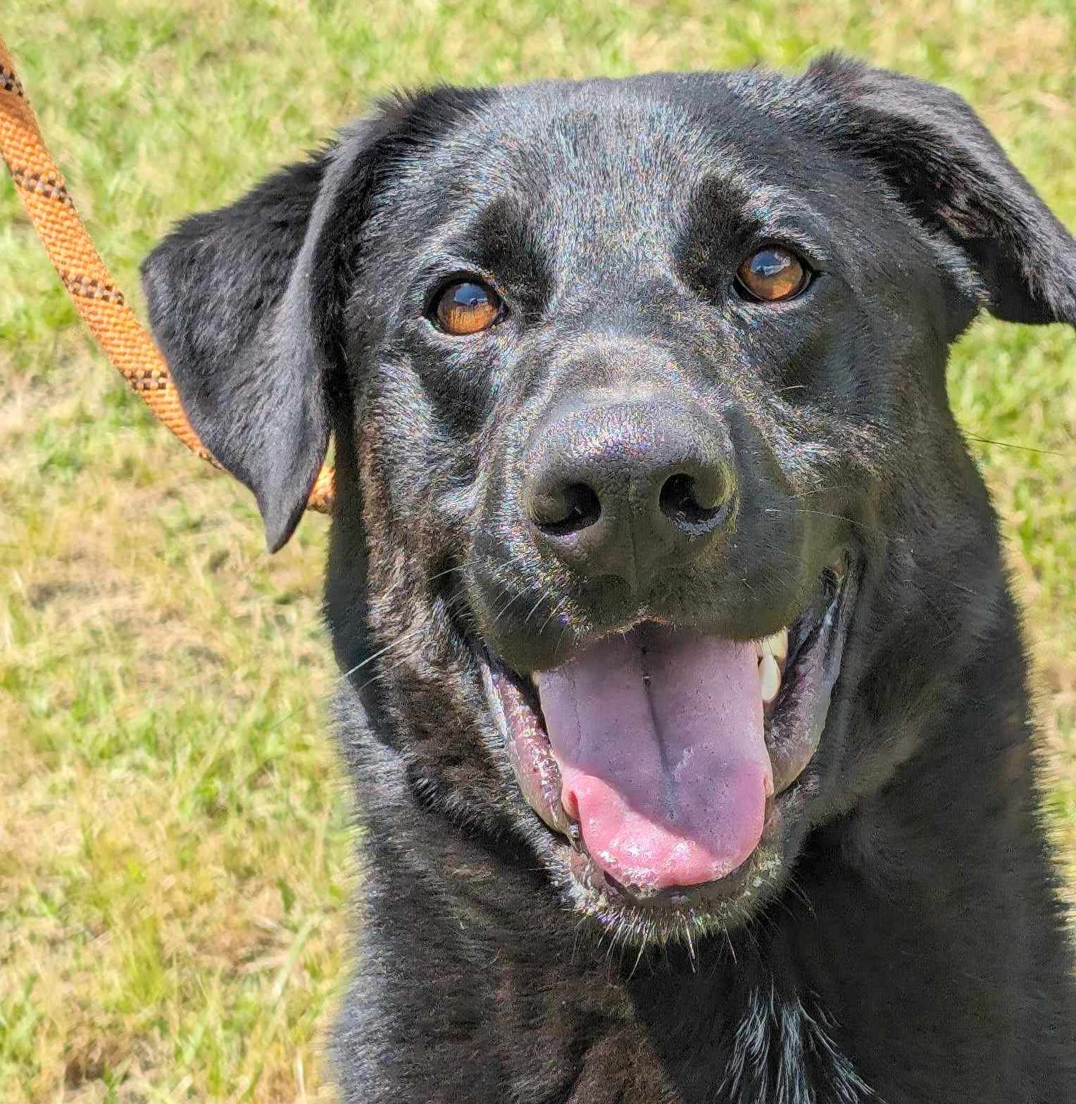 adoptable Dog in Anniston, AL named Hoss