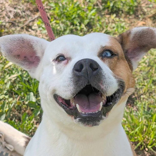 OAKLEY - Staffordshire Bull Terrier available for adoption