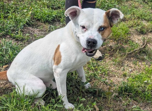 OAKLEY - Staffordshire Bull Terrier available for adoption