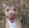 adoptable Dog in Anniston, AL named Fiona