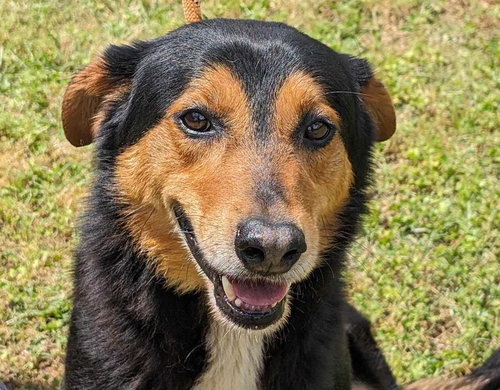 ROMEO - English Shepherd available for adoption