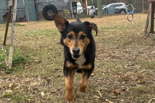ROMEO - English Shepherd available for adoption