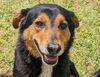 adoptable Dog in Anniston, AL named Romeo