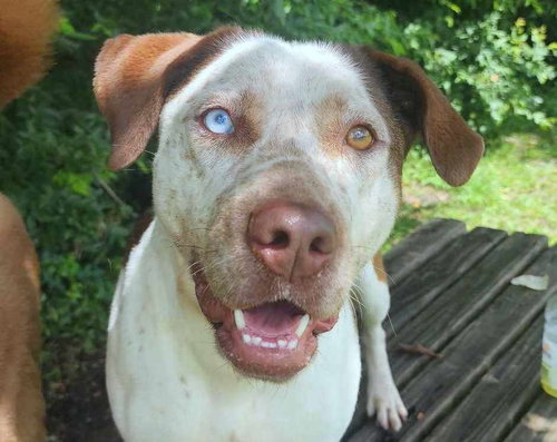 DAPHNE - Catahoula Leopard Dog / Australian Cattle Dog/Blue Heeler available for adoption