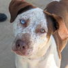 adoptable Dog in Anniston, AL named Daphne