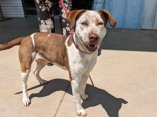 DAPHNE - Catahoula Leopard Dog / Australian Cattle Dog/Blue Heeler available for adoption