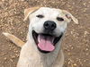 adoptable Dog in , AL named Bud